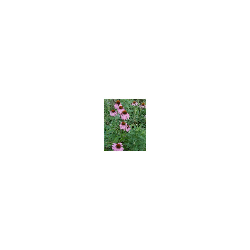 Sadzonka  Jeżówkai purpurowej ehinacea
