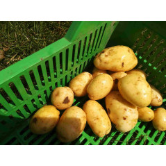 Ziemniaki bez chemii  eko 1 kg zbiór 2023